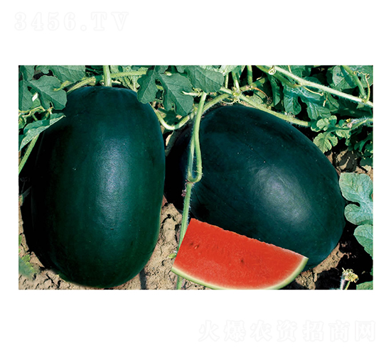 �c�l(f��)�ڰ���-���ϷN��-�c�l(f��)��ʢ