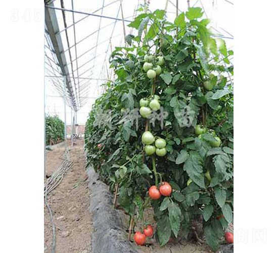 ���КW��-���ѷN��-���зN��