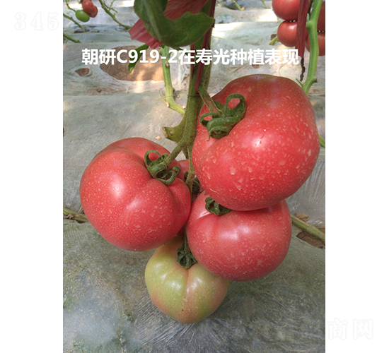 ����C919-2-���ѷN��-���зN��