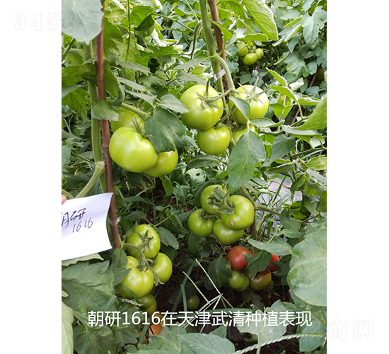 ����1616-���ѷN��-���зN��