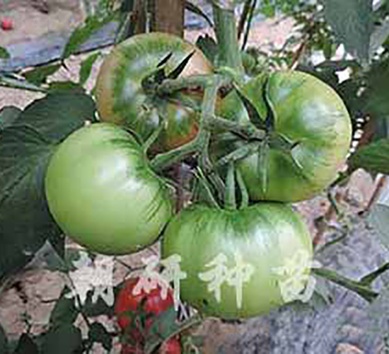 ����216B-���ѷN��-���зN��