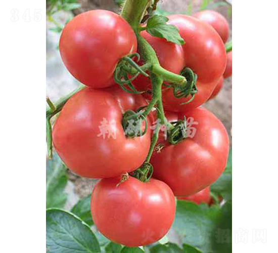 ����299-���ѷN��-���зN��