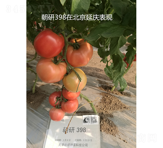 ����398-���ѷN��-���зN��