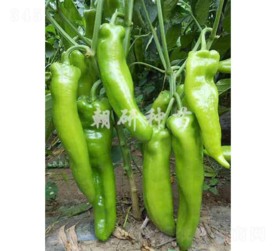 ��39-�����N��-���зN��