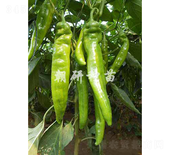 ��173-�����N��-���зN��