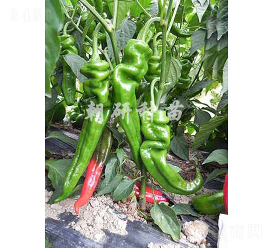 ��23-5-�����N��-���зN��