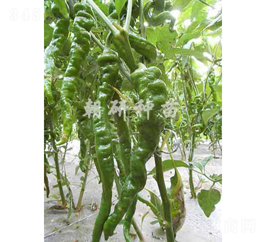 ��9801-�����N��-���зN��