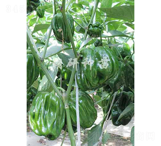 ��������̖-�����N��-���зN��