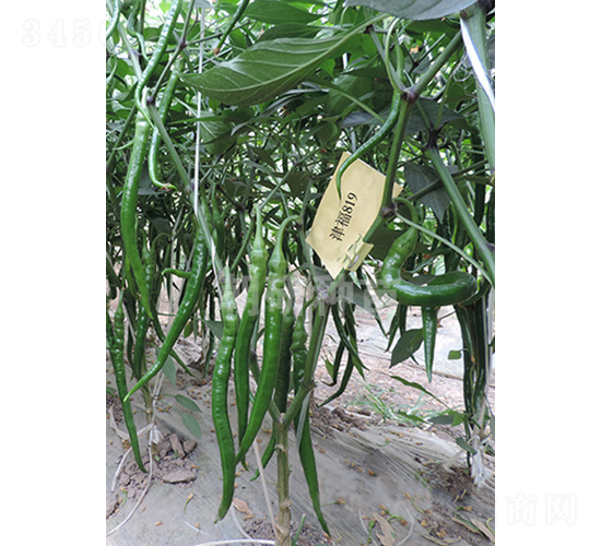 ��819-�����N��-���зN��