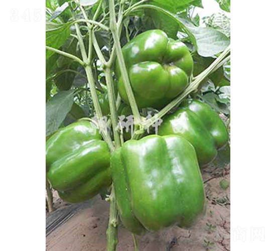 ��141-�𽷷N��-���зN��