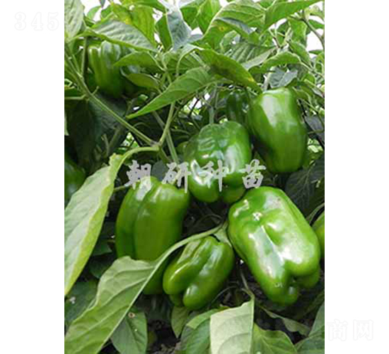 ��144-�𽷷N��-���зN��