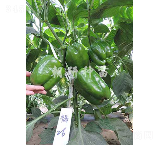 ��26-�𽷷N��-���зN��