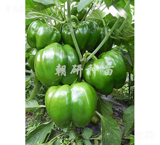 ��85-11-�𽷷N��-���зN��