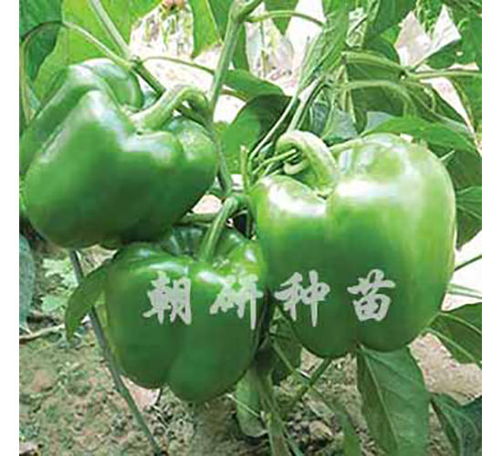 ��85-15-�𽷷N��-���зN��