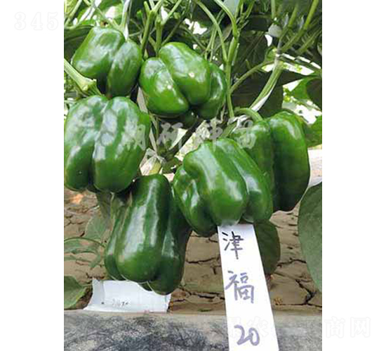 ��20-�𽷷N��-���зN��