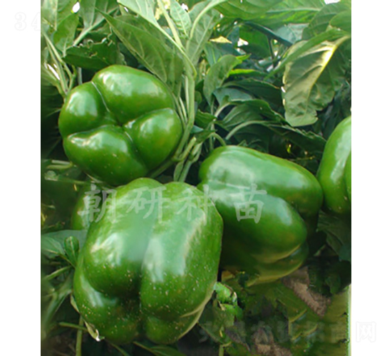 ��28-�𽷷N��-���зN��