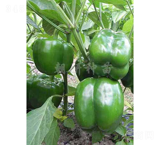 ��44-�𽷷N��-���зN��