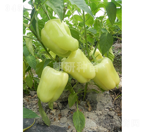 ���аײʽ�-�𽷷N��-���зN��