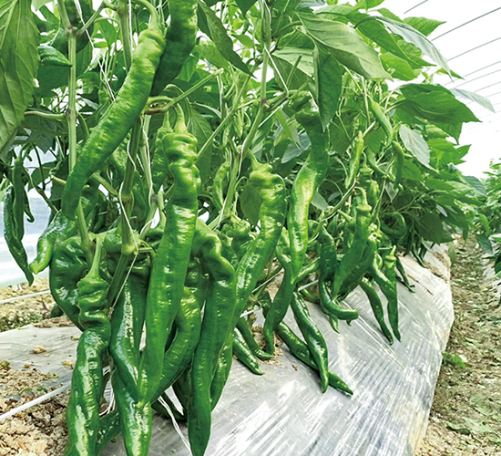 ����019-�����N��-���շN��