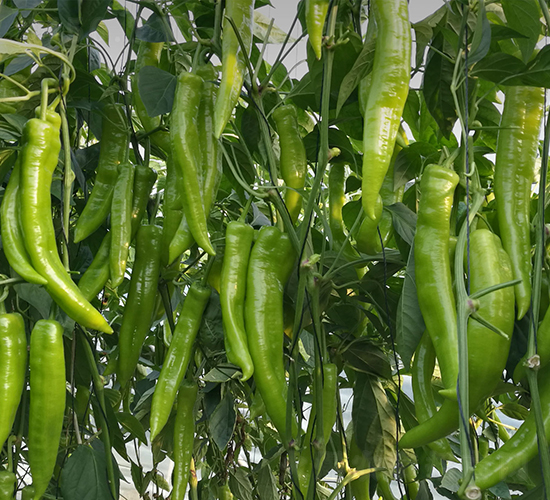 �Z��189-�����N��-���շN��