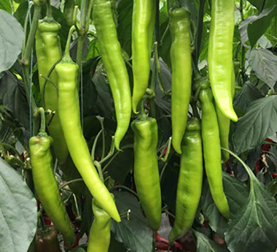 �Z��118-�����N��-���շN��