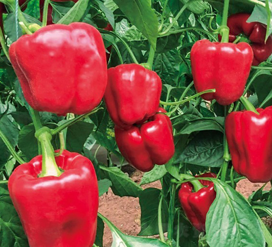 ���t1̖(h��o)-�𽷷N��-���շN��