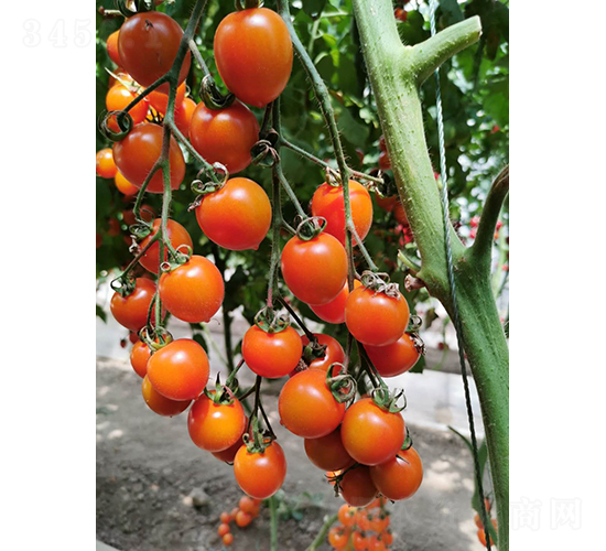 ���1̖-���ѷN��-���շN��