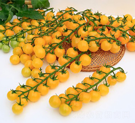 �S��3̖-���ѷN��-���շN��