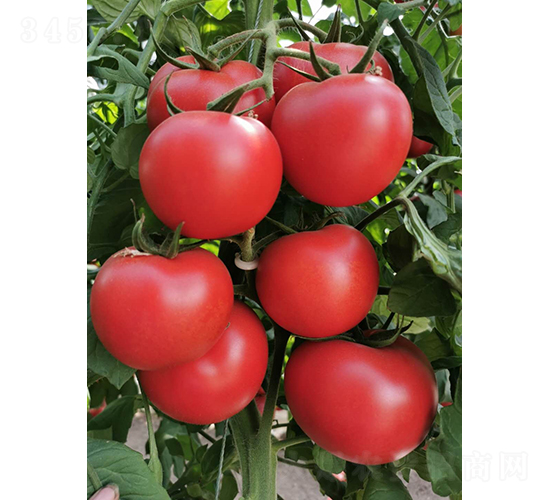 ����787-���ѷN��-���շN��