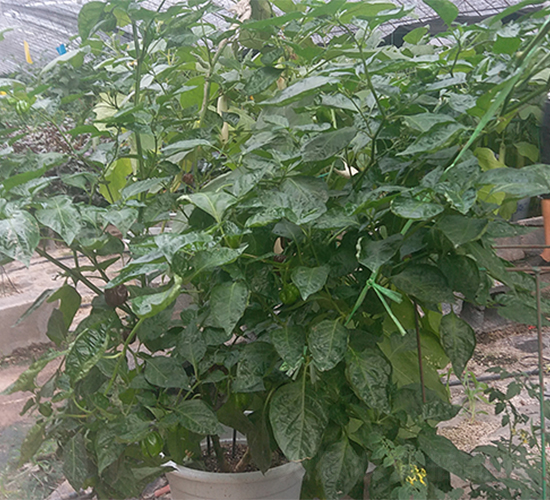 ������-�����N��-����