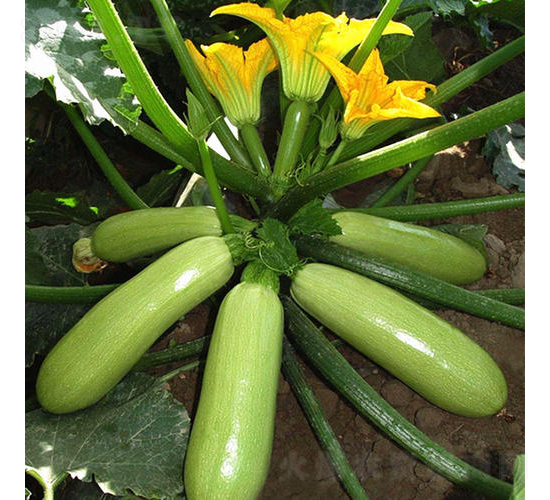 Խ���G��325-�����J�N��-����