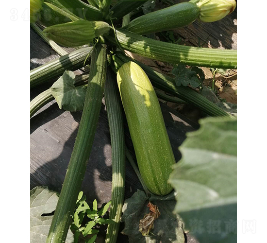 Խ�ľG��121-�����J�N��-����