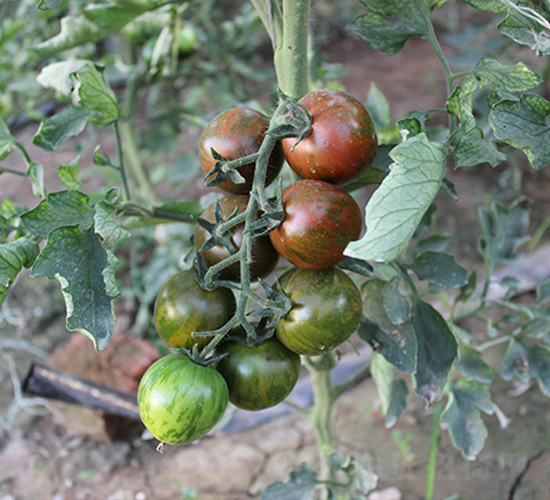 ��õ��-���ѷN��-����