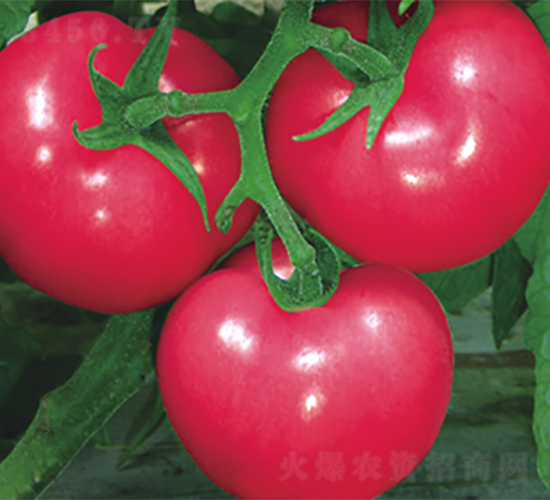 ��¶���ѷN��-����