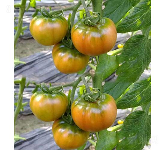 �rζ������-���ѷN��-���r(n��ng)�r(n��ng)�I(y��)