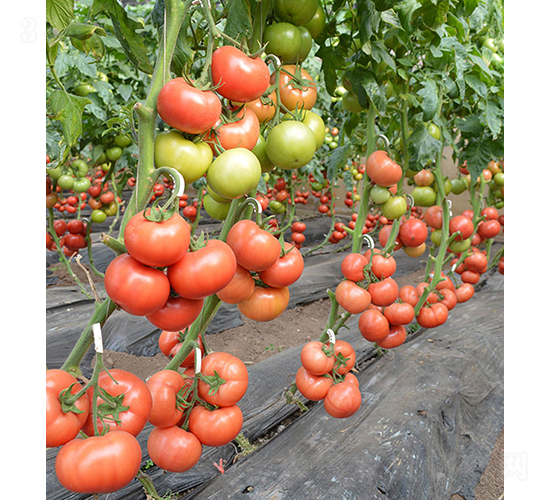 ���r(n��ng)����806-���ѷN��-���r(n��ng)�r(n��ng)�I(y��)