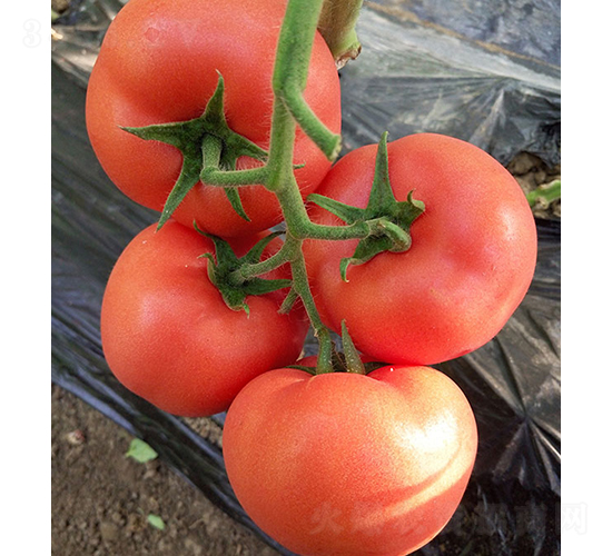 ���r(n��ng)�۹�0519-���ѷN��-���r(n��ng)�r(n��ng)�I(y��)