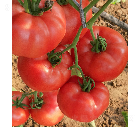 ���S99-���ѷN��-���r(n��ng)�r(n��ng)�I(y��)