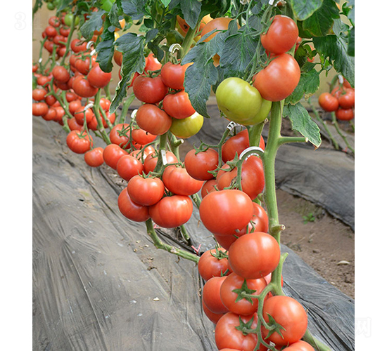 ���r(n��ng)���617-���ѷN��-���r(n��ng)�r(n��ng)�I(y��)