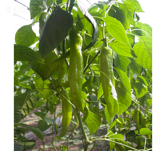 �����37-109��-�����N��-���r(n��ng)�r(n��ng)�I(y��)