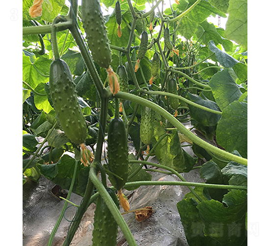 �����̖-�S�ϷN��-���r(n��ng)�r(n��ng)�I(y��)