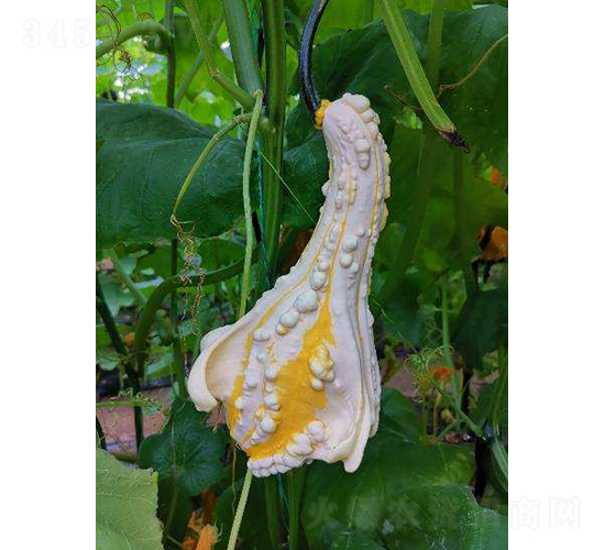 �����Z�^�p���ϹϷN��-�r(n��ng)�ƷN��