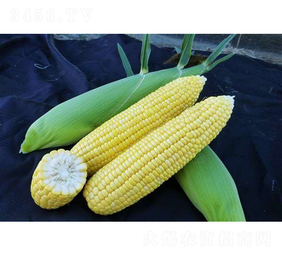 2019-552���׷N��-�r�ƷN��