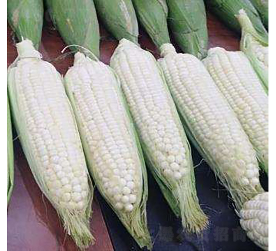 ����ŴK33���׷N��-�r�ƷN��