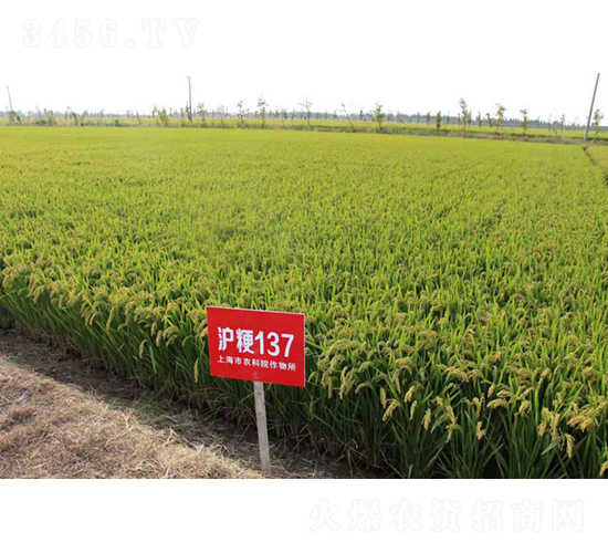 ����137-ˮ���N��-�r(n��ng)�ƷN��