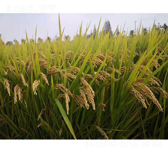 ���㾬106-ˮ���N��-�r�ƷN��