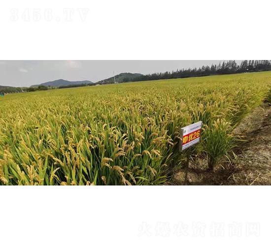 �ꃞ(y��u)26-ˮ���N��-�r(n��ng)�ƷN��