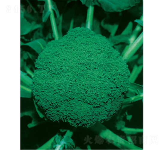 ���G��̖���{�N��-�r�ƷN��