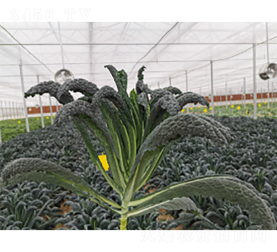 �ڃ�(y��u)���¸��{(l��n)�N��-�r(n��ng)�ƷN��