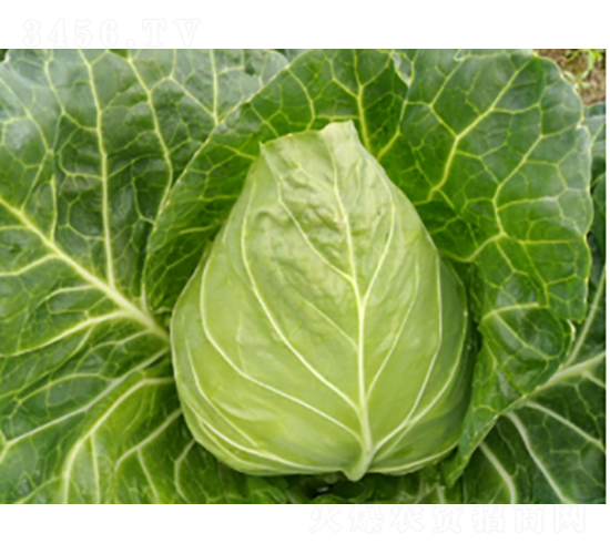 ����158���{�N��-�r�ƷN��